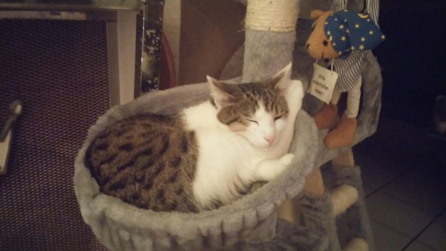 Vermisster kater - Freigaenger - günzburg