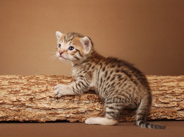 Wunderschöne Bengal kitten - Bengal - berlin
