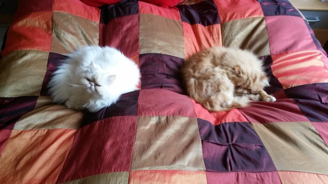 2 Liebe Perserkatzen suchen ein neues zu Hause - Perser - Hettstedt