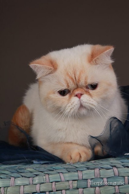 Wurfanzeige - Exotic Shorthair - saarbrücken