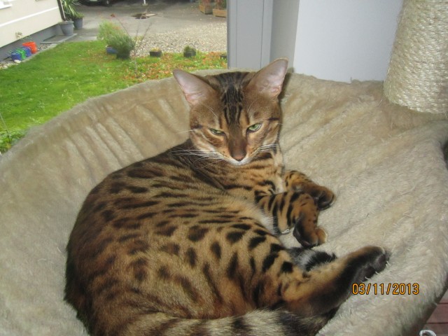 Fescher Bengal Deckkater - Deckkater - Freilassing