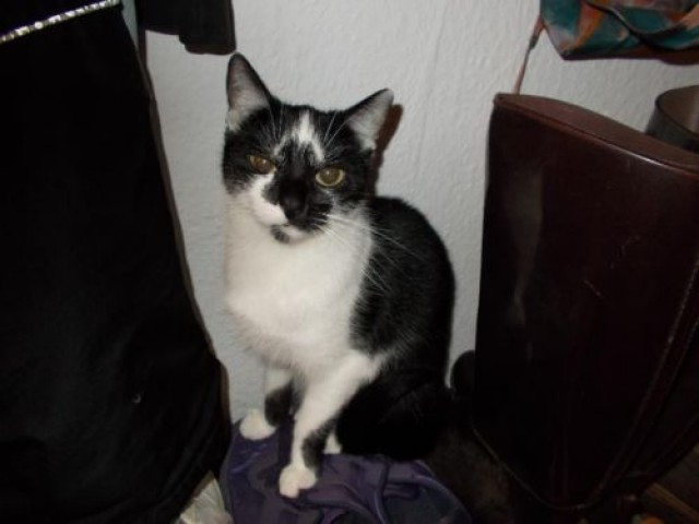 Lexie sucht ein neues zu Hause - Hauskatzen - Münster