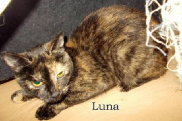 Luna sucht ein neues zu Hause - Hauskatzen - Münster