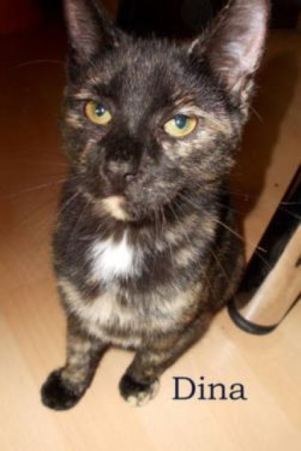 Dina sucht ein neues zu Hause - Hauskatzen - Münster