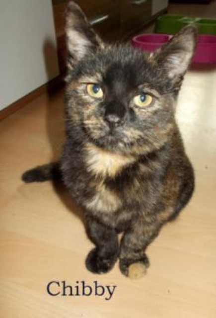 Chibby sucht nach ein neues zu Hause - Hauskatzen - Münster