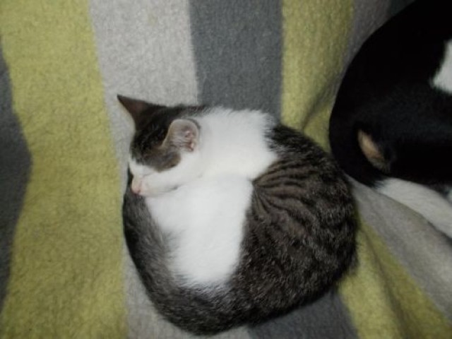 Lucky sucht ein neues zu Hause - Hauskatzen - Münster