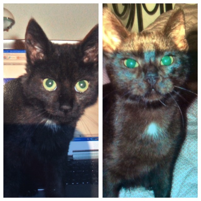 Chilli & Pepper möchten wieder gekuschelt werden - Freigaenger - Köln