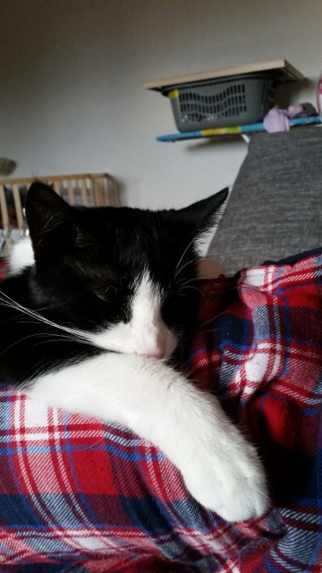 Katze schwarz weiß schmusig 1 Jahr kastriert  - Freigaenger - Elsdorf 
