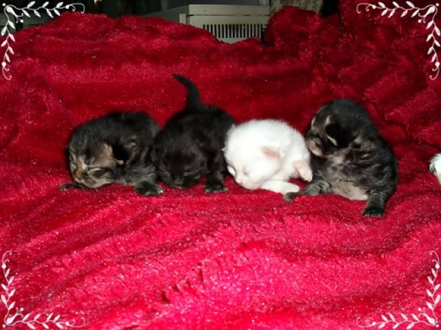 Supersüsse Kitten Sibirische Waldkatzen - Sibirische Katze - Essen