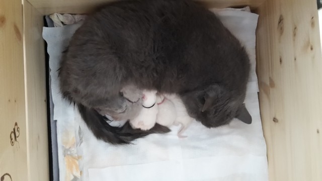 Süße BKH Kitten in blue-point und lilac - British Kurzhaar - Herne