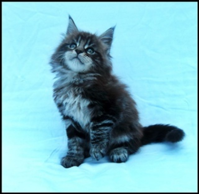 Typvolle Maine Coon Kitten mit Stammbaum - Maine Coon - Tiefenthal