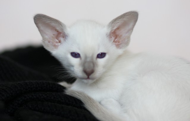 Siam, Siamesen, lilac-point, 3 x m, m. Stammbaum, ab 13 Wo. Abgabe  - Siam - Nürnberg