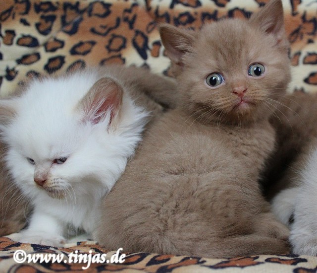Britisch Kurzhaar Kitten in cinnamon ! | katzen-kleinanzeigen.net