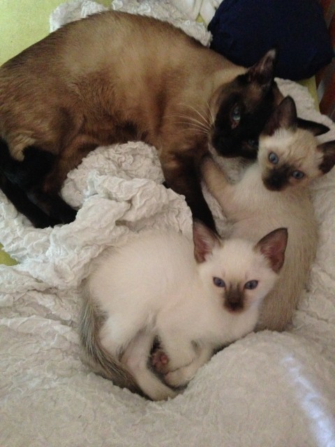 2 kleine Thai-Katerchen abzugeben - Thai - Jena