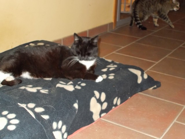 Schwarz-weißer Kater vermisst - Freigaenger - Chorin