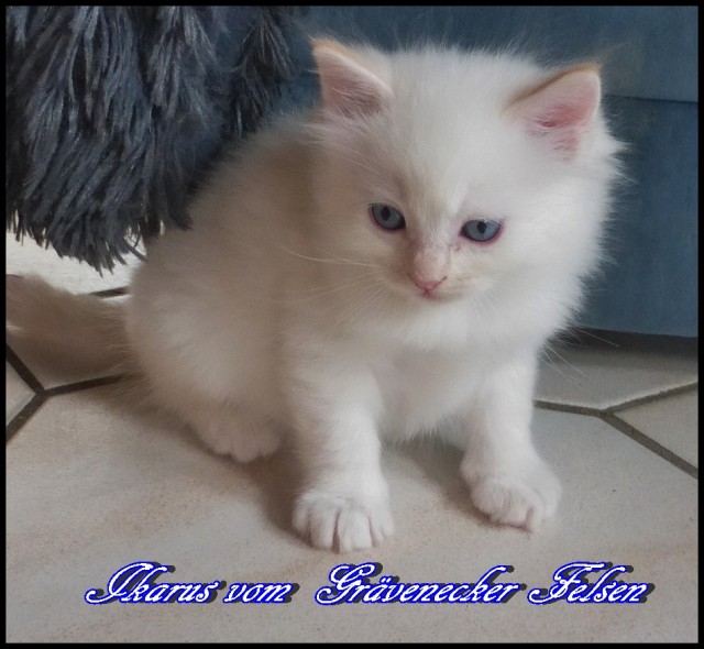 Wunderschöne Ragdoll Kitten mit Stammbaum ! - Ragdoll - Weinbach