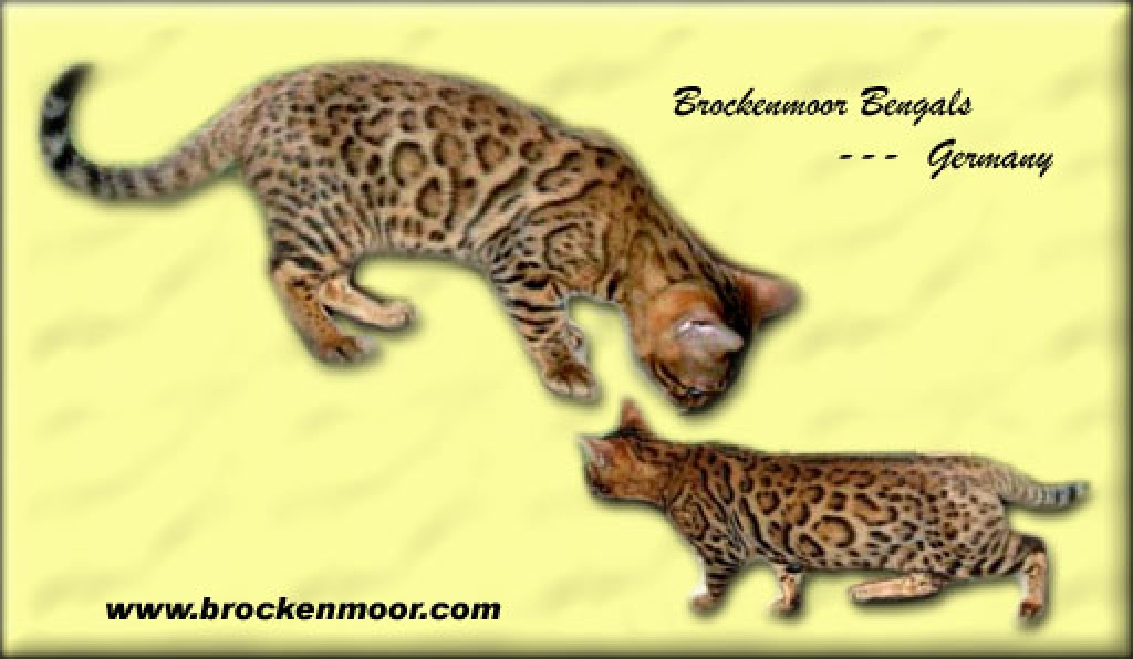 Brockenmoor Bengals hat top kitten abzugeben - Bengal - Ilsenburg