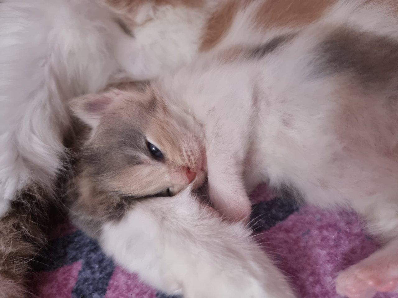 Reinrassige Maine Coon Kitten - Maine Coon - Lohmen