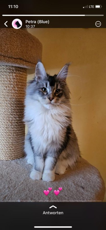 Zauberhafter Maine Coon Bub - Maine Coon - Attendorn