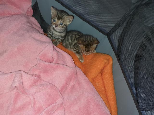 Bengalkitten - Bengal - Meschede