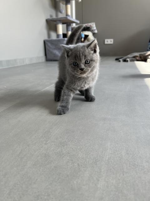 BKH Katzen  - British Kurzhaar - Lathen 