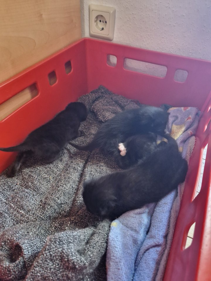 2 kleine Katzengeschwister abzugeben - Hauskatzen - Kiel