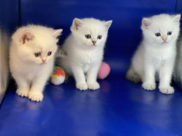 BKH Kitten mit Stammbaum  - British Kurzhaar - Berlin 