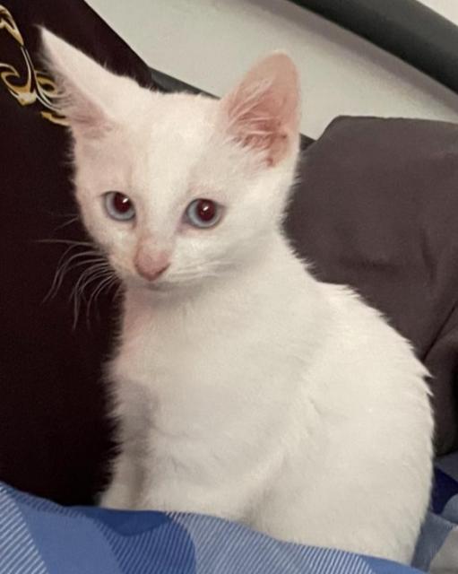 Katzenmädchen Schneeweiß mit Kristall blauen Augen - Siam - Hamburg