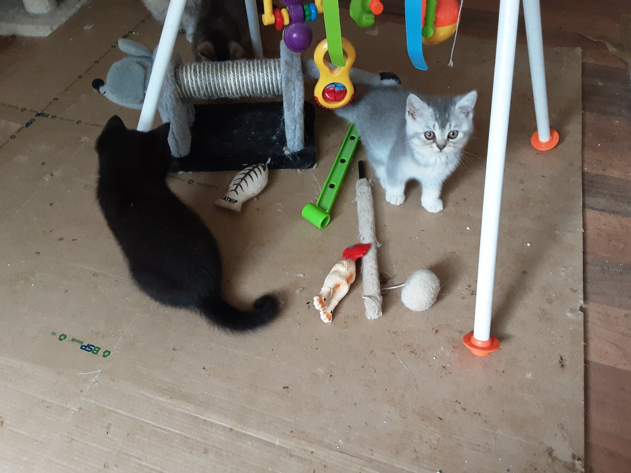 Reinrassige BKH Kitten sofort Abholbereit - British Kurzhaar - Windeck 