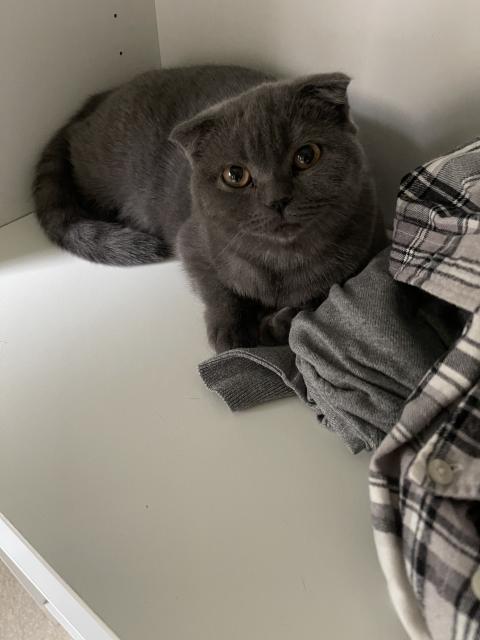 Scottish fold Dame 11 Monate alt abzugeben  - British Kurzhaar - Laubach 