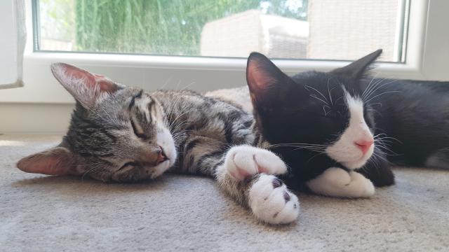 2 kleine Kater suchen ein schönes und sicheres Zuhause - Hauskatzen - Berlin