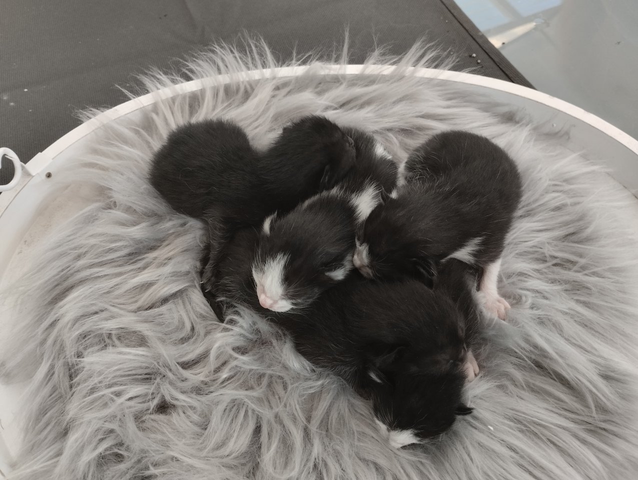 Siam Mix Kitten Siam Seal Point x Siam EKH Mix | katzen-kleinanzeigen.net