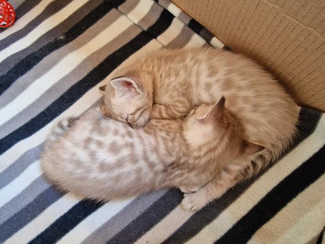 Bengal-Siam Mix Kitten | katzen-kleinanzeigen.net