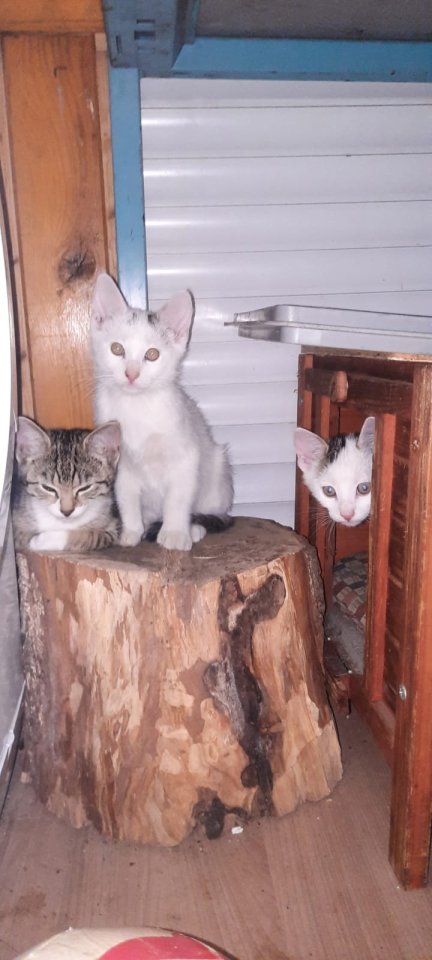 Katzen babys suchen schönes zu hause - Hauskatzen - Kalkar
