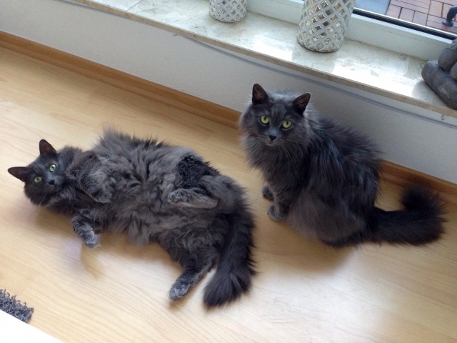 Zwei liebevolle Kater suchen ein neues Heim - British Kurzhaar - Bonn