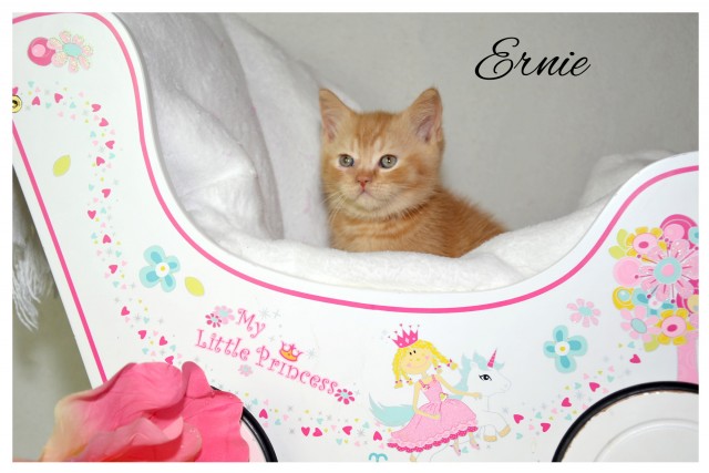 Schmuse Briten mit Papiere suchen schmuseplatz auf Lebenszeit - British Kurzhaar - Berlin