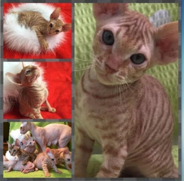 Don/Canadian Sphynxkitten - Sphynx - Haren