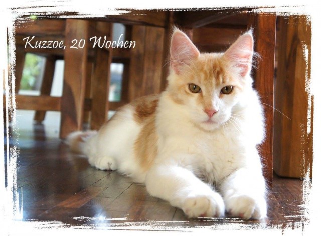 Maine Coon Kitten mit Papieren - abgabebereit - frühkastriert - Maine Coon - Gau-Odernheim