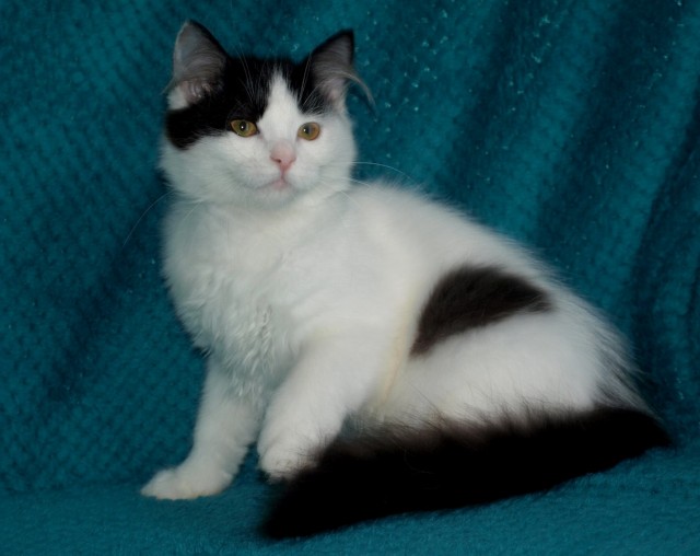 Sibirische Kätzchen mit Stammbaum - Sibirische Katze - Stod