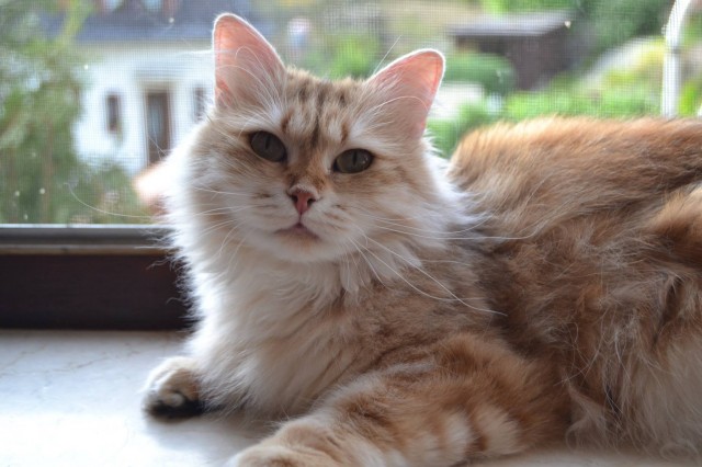 Reinrassige Sibirische Katze mit Papieren sucht Dich - Sibirische Katze - Dortmund