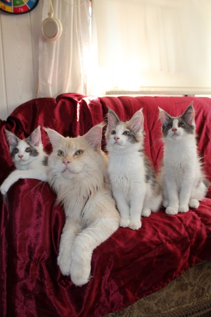 2 Maine Coon Kitten - Maine Coon - Erlensee