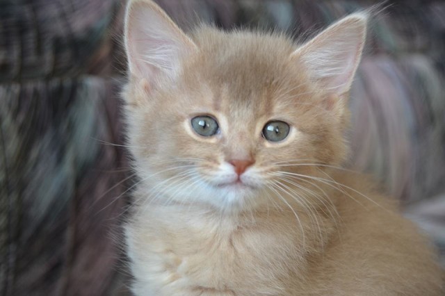 Somalikitten in der seltenen Farbe fawn/beige - Somali - Bochum