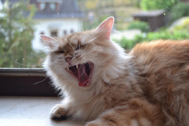 Sibirische Katzendame sucht Dich - Sibirische Katze - Düsseldorf