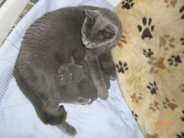 Reinrassige Chartreux - Kartäuser-Kitten - Kartaeuser - Ovelgönne