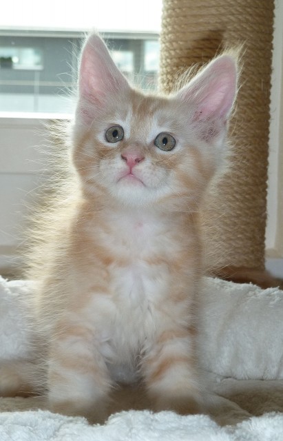 Maine Coon Kitten - Maine Coon - Rotkreuz