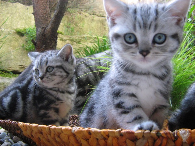 Kitten, Katzenbabys, BKH Kitten, Stammbaum - British Kurzhaar - Lorch