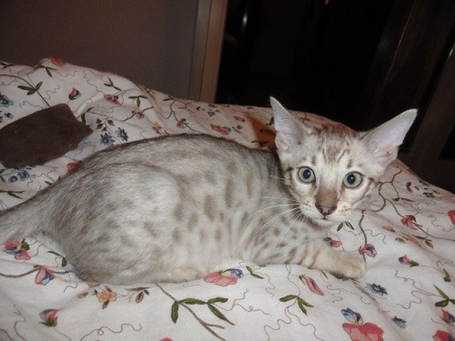 Bengalkitten in brown rosetted, brown marbled und silber mink rosetted - Bengal - Heidelberg