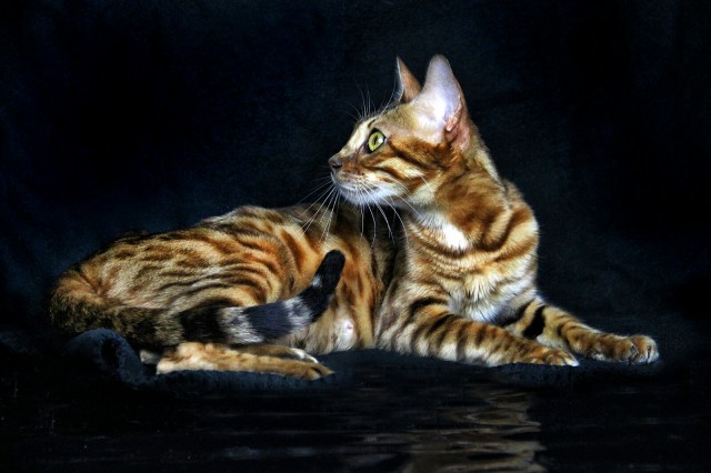 3 wunderschöne Bengalkitten brown tabby mit gr. ausgeprägten Rosetten sind noc - Bengal - Mannheim