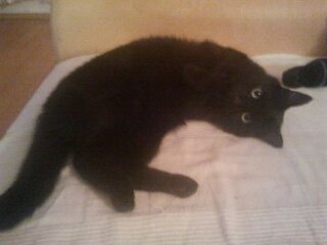 Katze abzugeben - Hauskatzen - Chemnitz