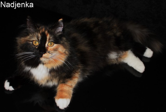 Schmusige Sibirische Katze 16 Monate alt abzugeben - Sibirische Katze - Diekhusen-Fahrstedt